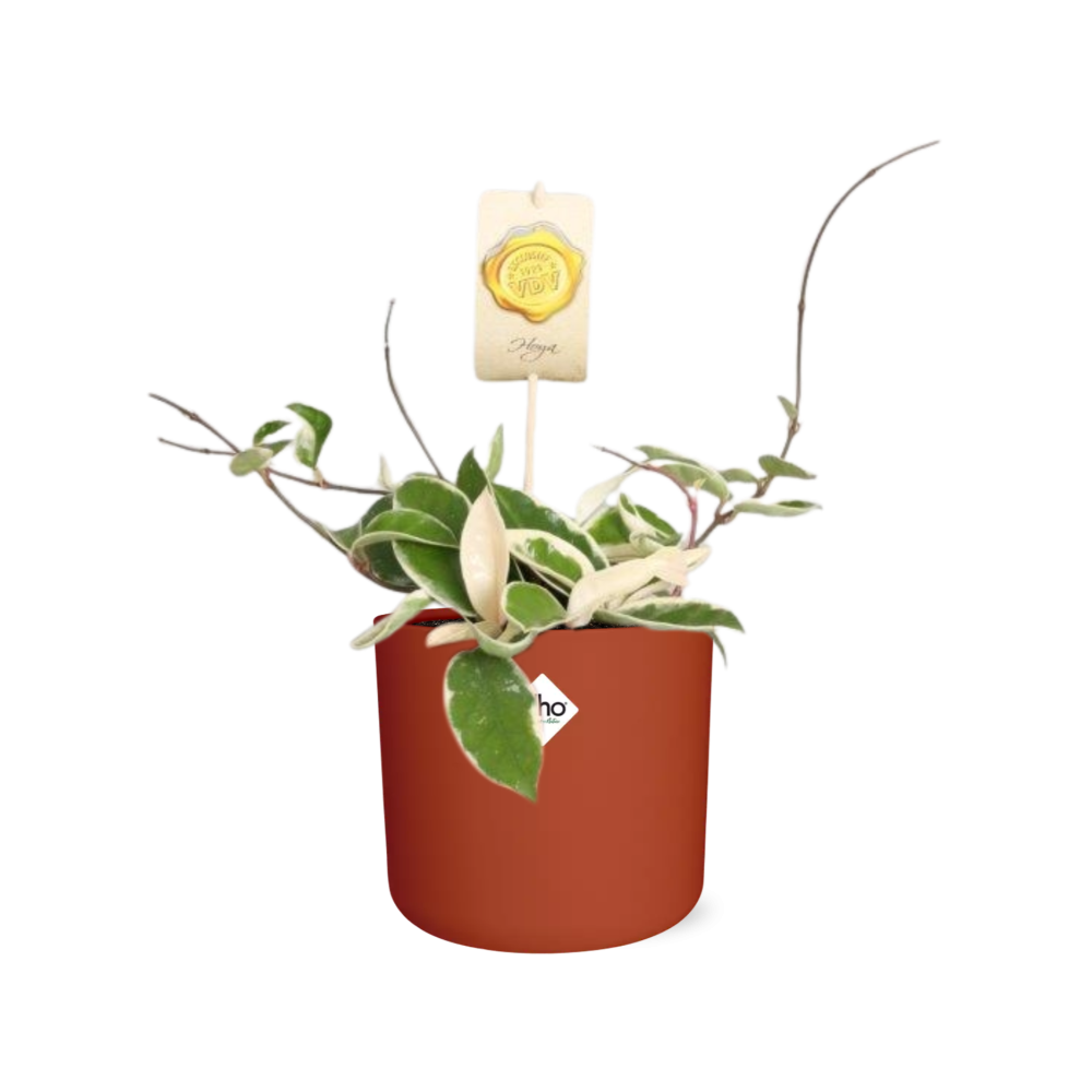 Hoya Carn.’Krimson Queen’ – Pflegeleichte Wachsblume 14cm