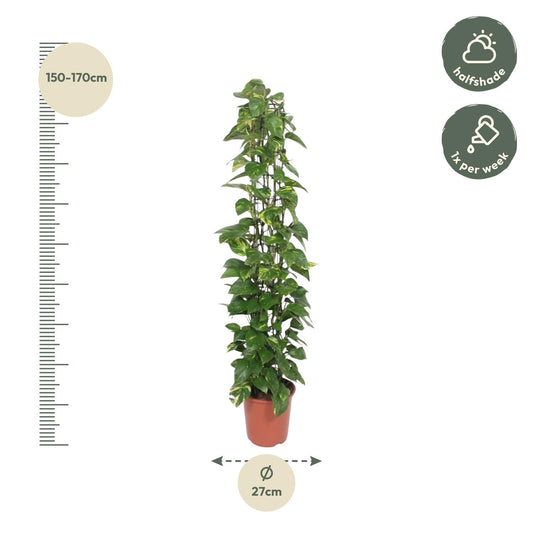 Epipremnum Aureum am Gitter – 160 cm, Ø 27 cm