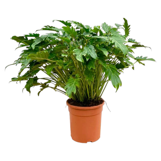 Philodendron Xanadu – Pflegeleichte Zimmerpflanze 80 cm