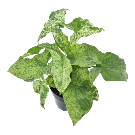 Syngonium Mottled – Pflegeleichte Kletterpflanze 25 cm