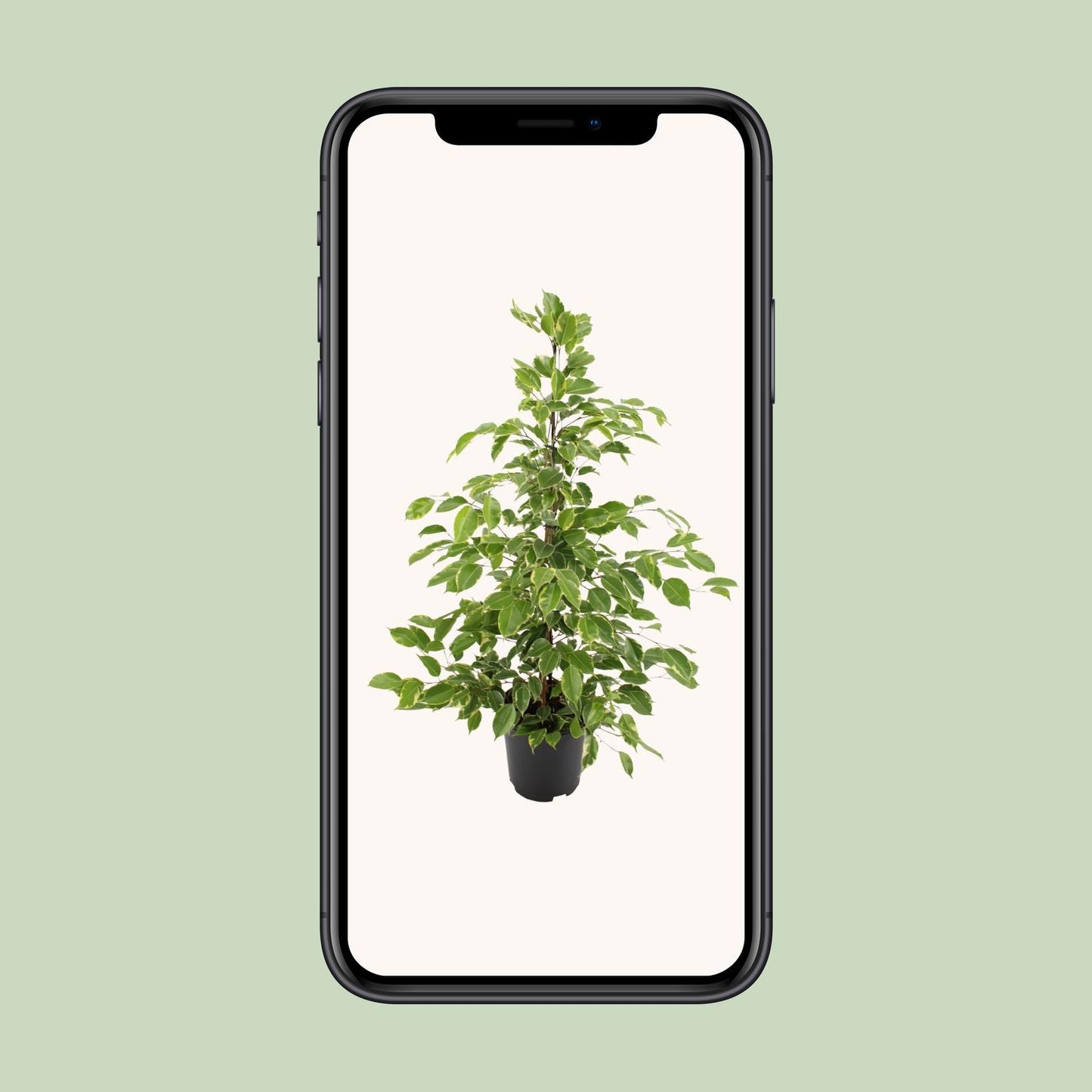 Ficus benjamina Goldenking – pflegeleichter Zimmerbaum Ø21cm