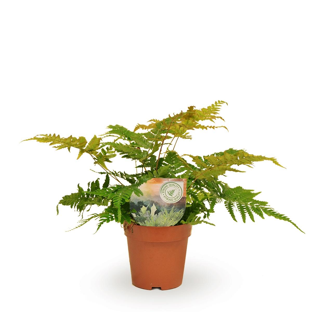 Dryopteris Erythrosora – Pflegeleichter Farn Ø12cm, 35cm hoch