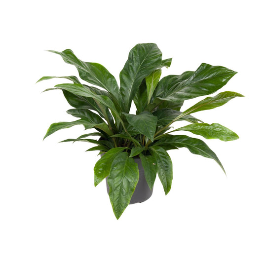 Anthurium Jungle Bush – Pflegeleichte Zimmerpflanze Ø30cm