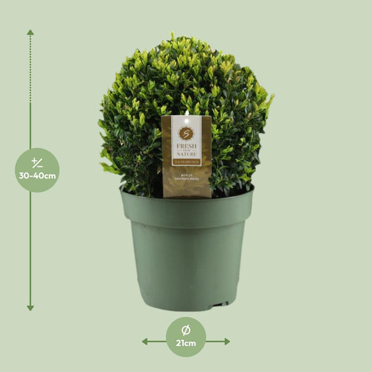 Buxus Semp. Ball Ø25cm – Winterharte Buchsbaumkugel
