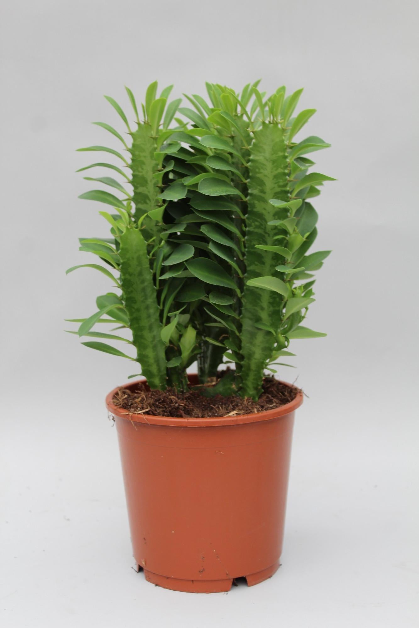 Euphorbia Trigona – Afrikanischer Milchbaum Ø12cm, 40cm hoch