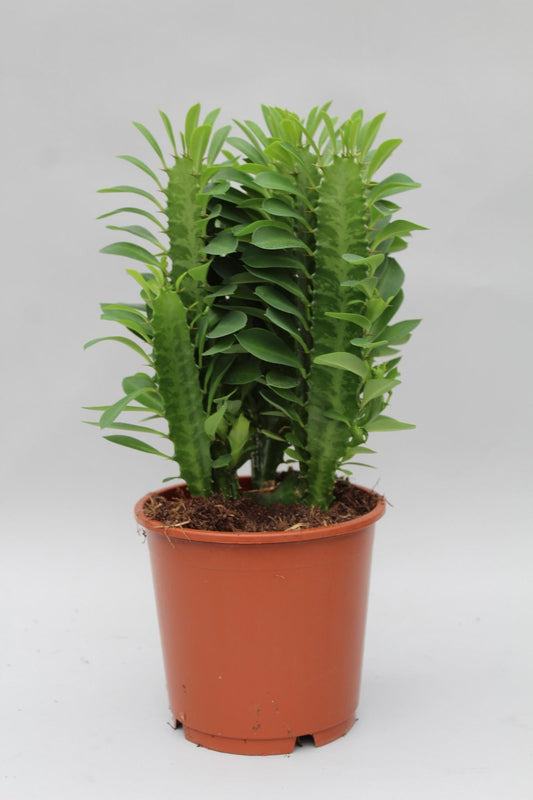 Euphorbia Trigona – Afrikanischer Milchbaum Ø12cm, 40cm hoch