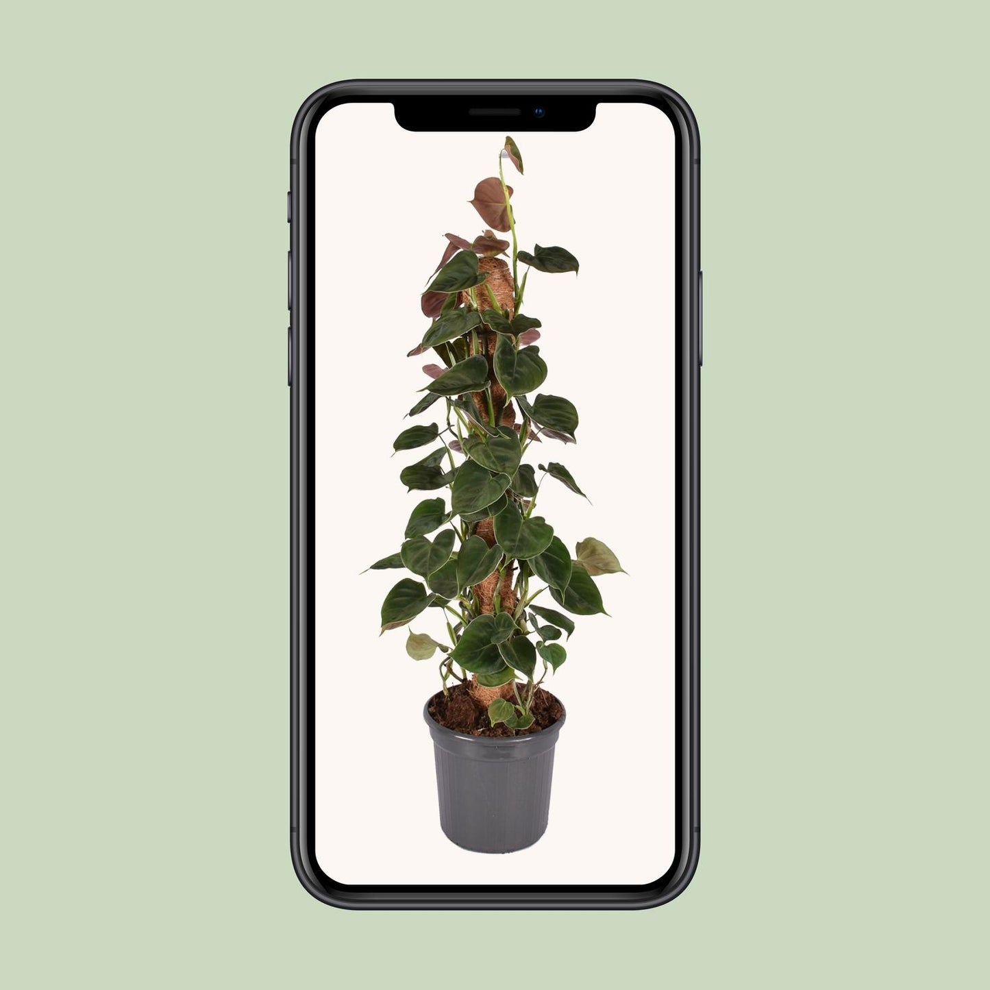 Philodendron Lupinum Mosstok – Pflegeleichte Zimmerpflanze Ø16cm