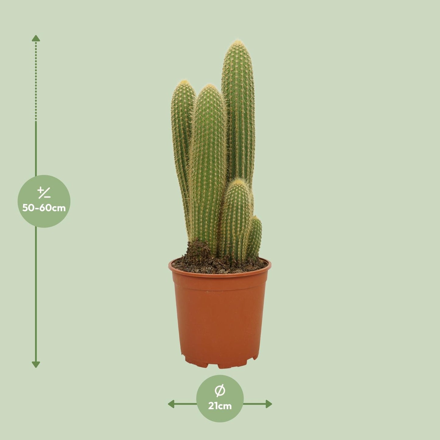 Vatricania Guentheri – Tropische XXL Zimmerpflanze Ø21cm