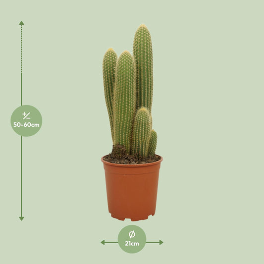 Vatricania Guentheri – Tropische XXL Zimmerpflanze Ø21cm