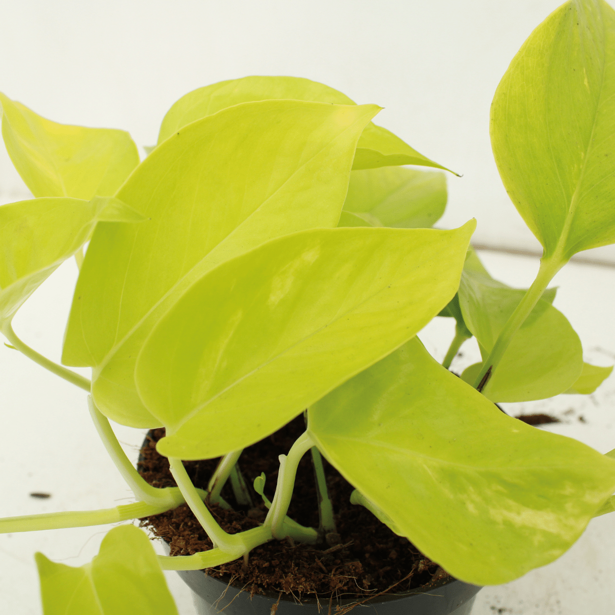 Epipremnum Golden Pothos (Scindapsus) – 4er-Set Ø12cm Topf