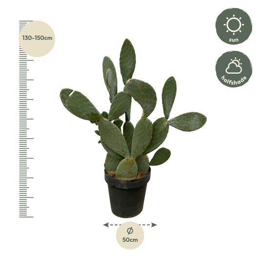 Opuntia Ficus Indica XXL Kaktus – 120 cm, Ø 50 cm