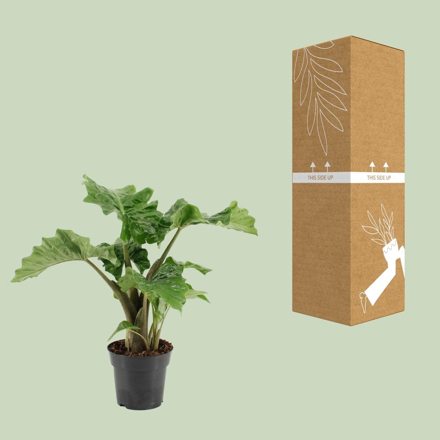 Alocasia Low Rider – Elegante Elefantenohr-Pflanze Ø17cm