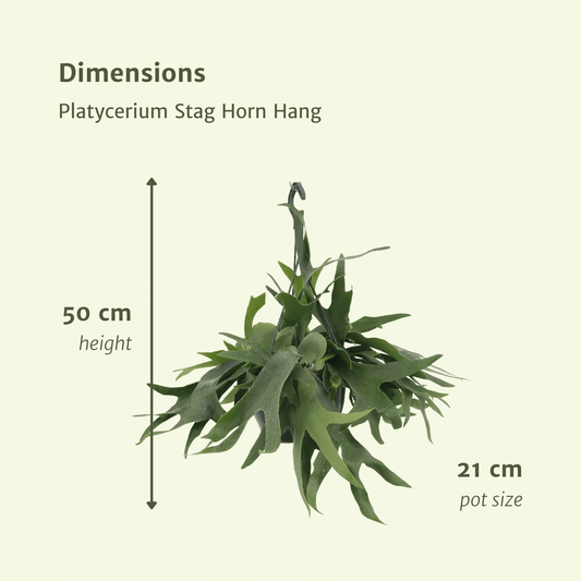 Platycerium Hertshoorn Geweihfarn Ø21cm, Hängend bis 50cm