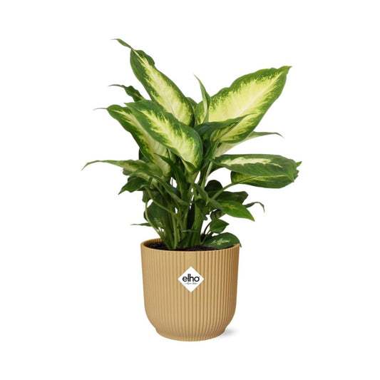Dieffenbachia ‘Camilla’ im ELHO Vibes Fold 14cm Topf gelb