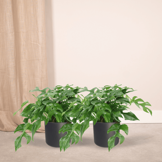 Monstera Minima - 2er Set, Ø15cm, kompakt & pflegeleicht