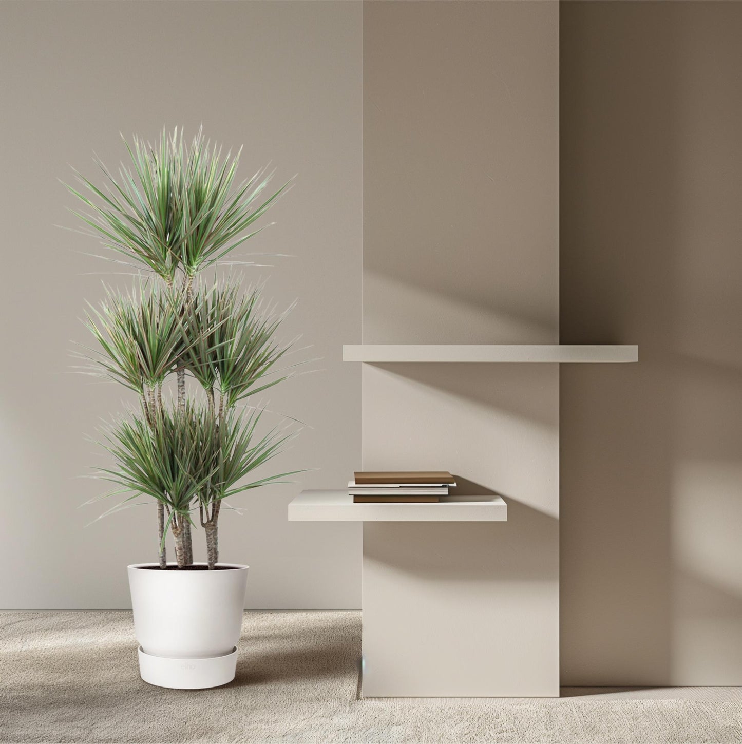 Dracaena Bicolor Carrousel – 150 cm – Ø 31 cm