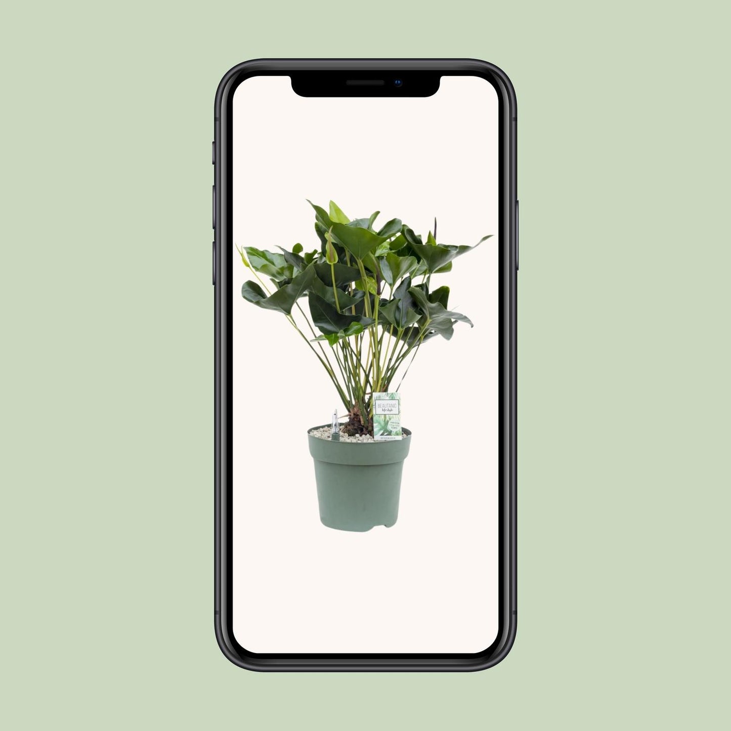 Anthurium Arrow – Pflegeleichte, elegante Zimmerpflanze Ø30cm
