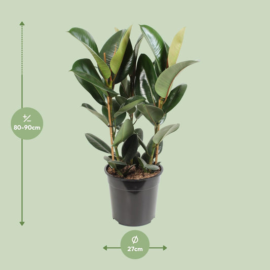 Ficus Elastica Robusta – Pflegeleichter Gummibaum Ø27cm, 85cm hoch