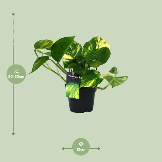 Scindapsus Aureum – Pflegeleichte Zimmerpflanze Ø12cm