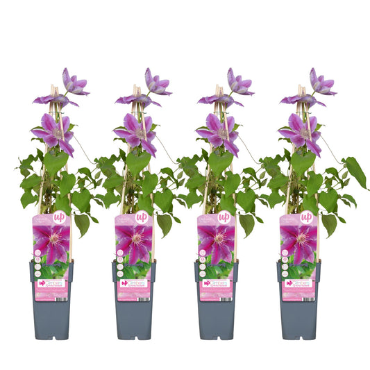 Clematis Dr. Ruppel – Blühende Kletterpflanze Ø15cm, 65cm hoch