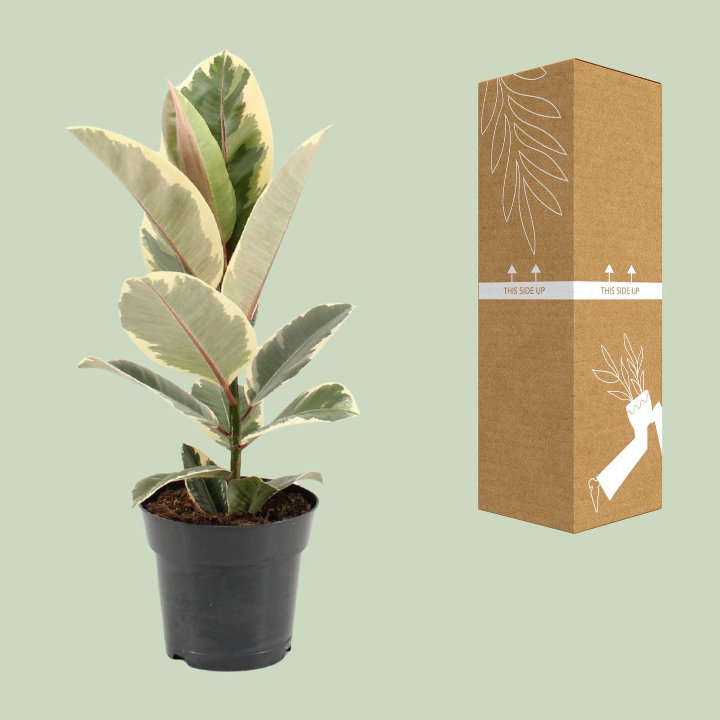 Ficus Elastica Tineke – Pflegeleichte Zimmerpflanze Ø17cm