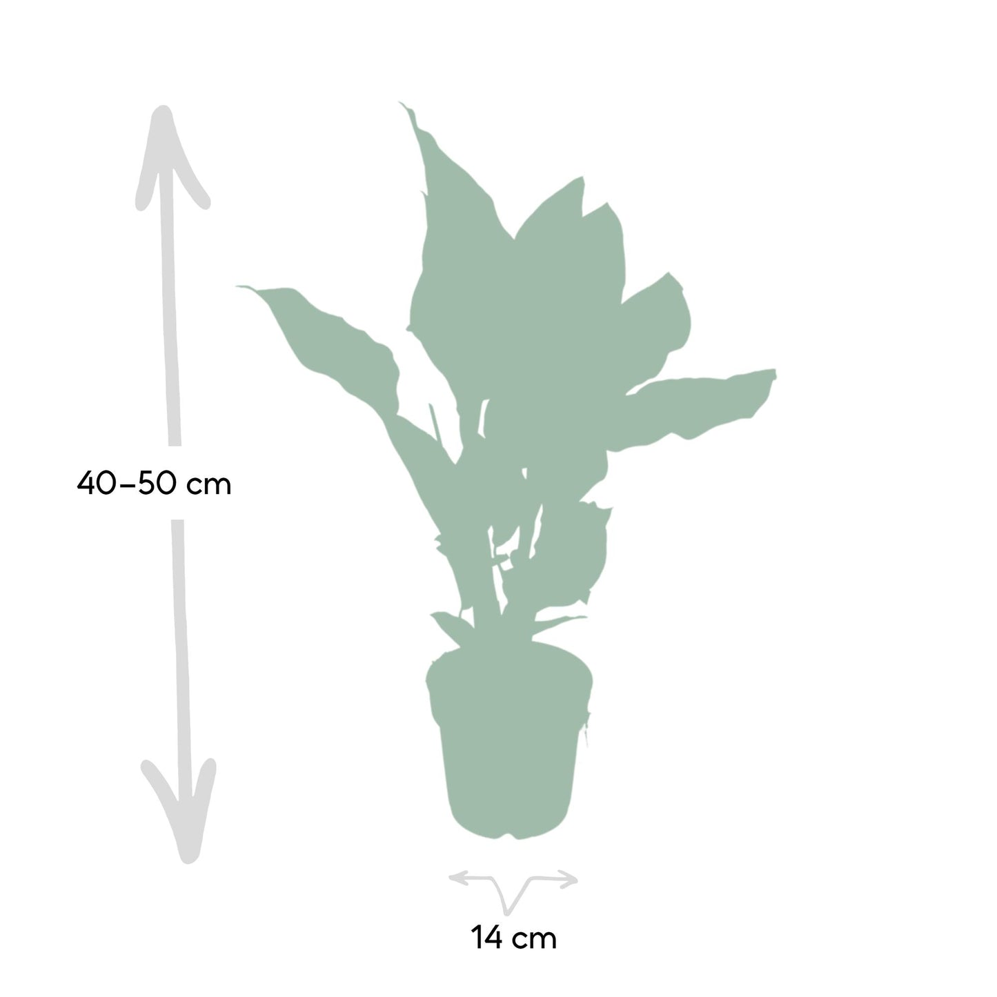 Calathea Ornata – Pflegeleichte Blattpflanze Ø14cm