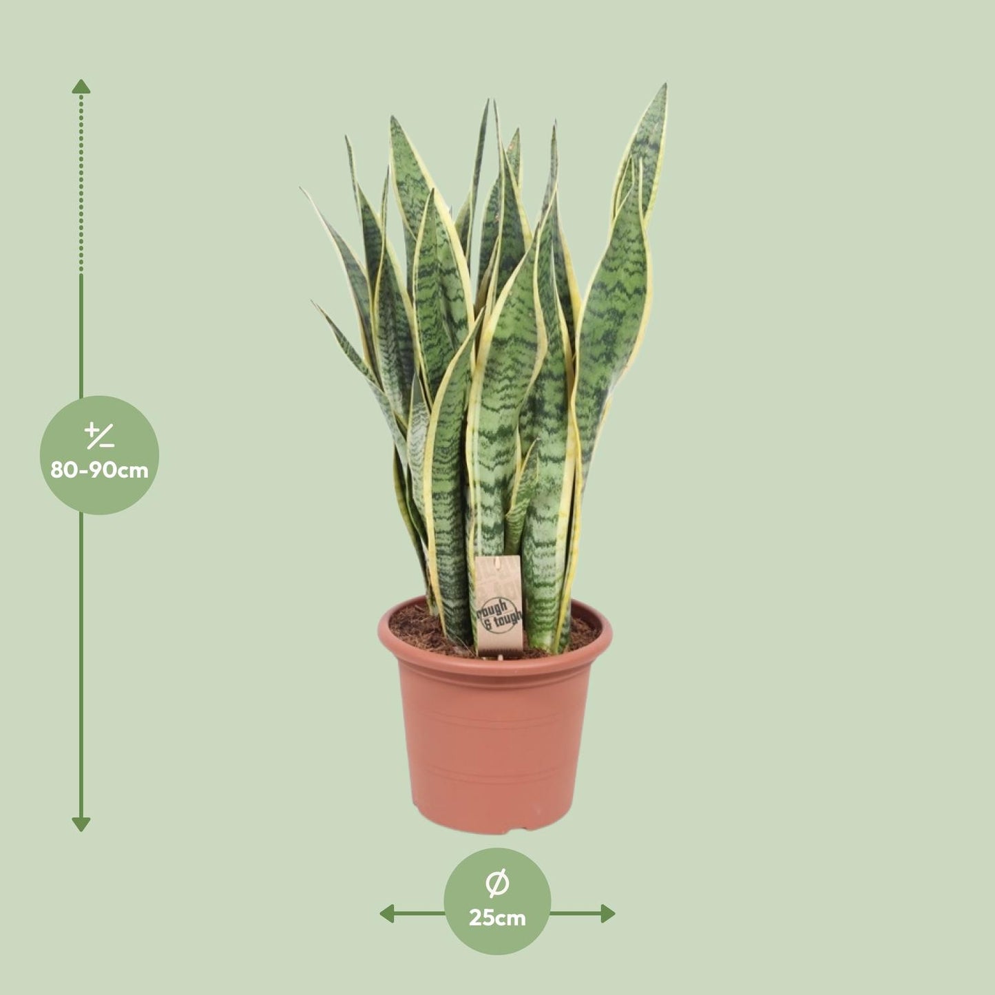 Sansevieria Trifasciata Laurentii – Pflegeleichte Schlangenpflanze Ø25cm