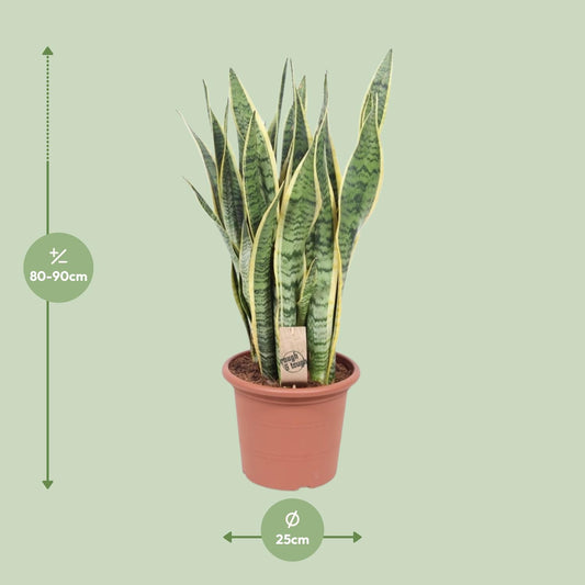 Sansevieria Trifasciata Laurentii – Pflegeleichte Schlangenpflanze Ø25cm