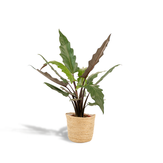 Alocasia Lauterbachiana Ø19cm mit Korb Selin – Pflegeleicht & Luftreinigend