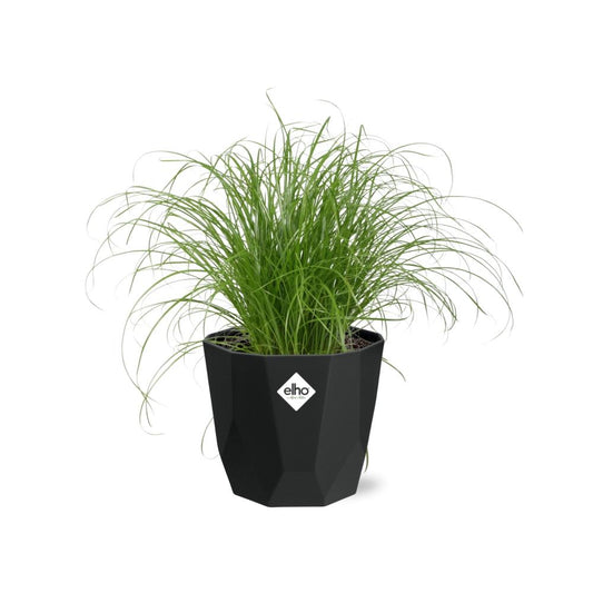 Cyperus Alternifolius Zumula – Pflegeleichtes Schirmgras im schwarzen Topf