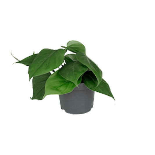 Philodendron Scandens – Pflegeleichter Blattschmuck Ø12cm