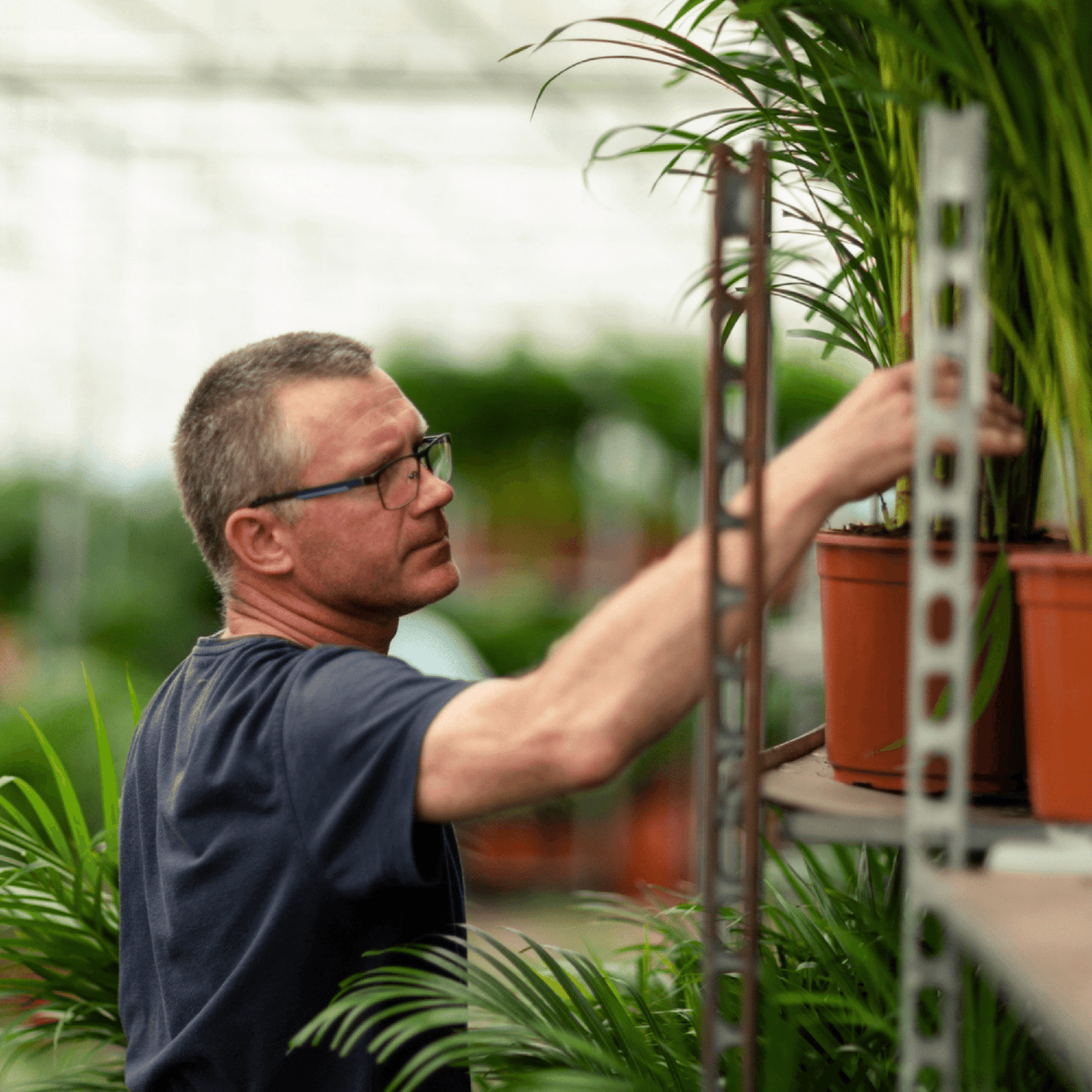 Dracaena Marginata – Stilvolle, pflegeleichte Zimmerpflanze Ø19cm