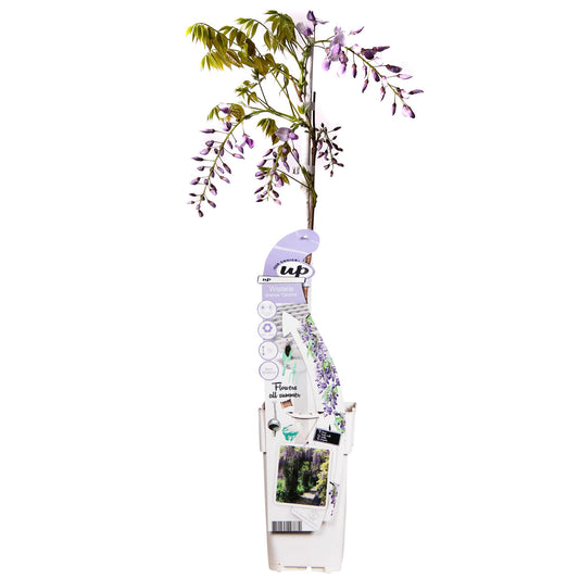 Wisteria sinensis Caroline – Purpurner Regen – Ø15cm Topf