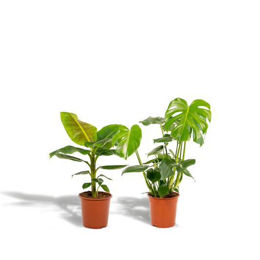 Monstera Deliciosa & Musa Dwarf Cavendish Set Ø21cm