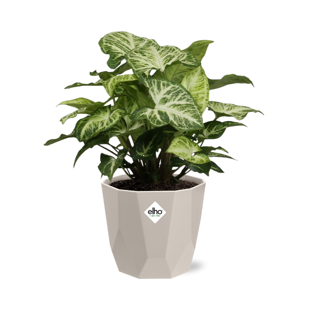 Syngonium Arrow – Pflegeleichte Pfeilblattpflanze im ELHO b.for rock 14 cm Topf