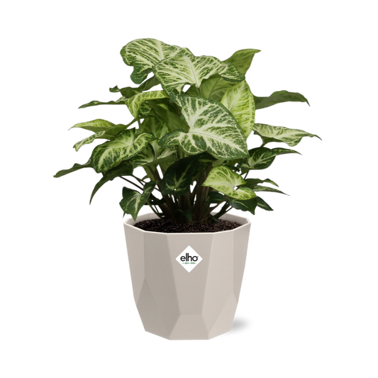 Syngonium Arrow – Pflegeleichte Pfeilblattpflanze im ELHO b.for rock 14 cm Topf
