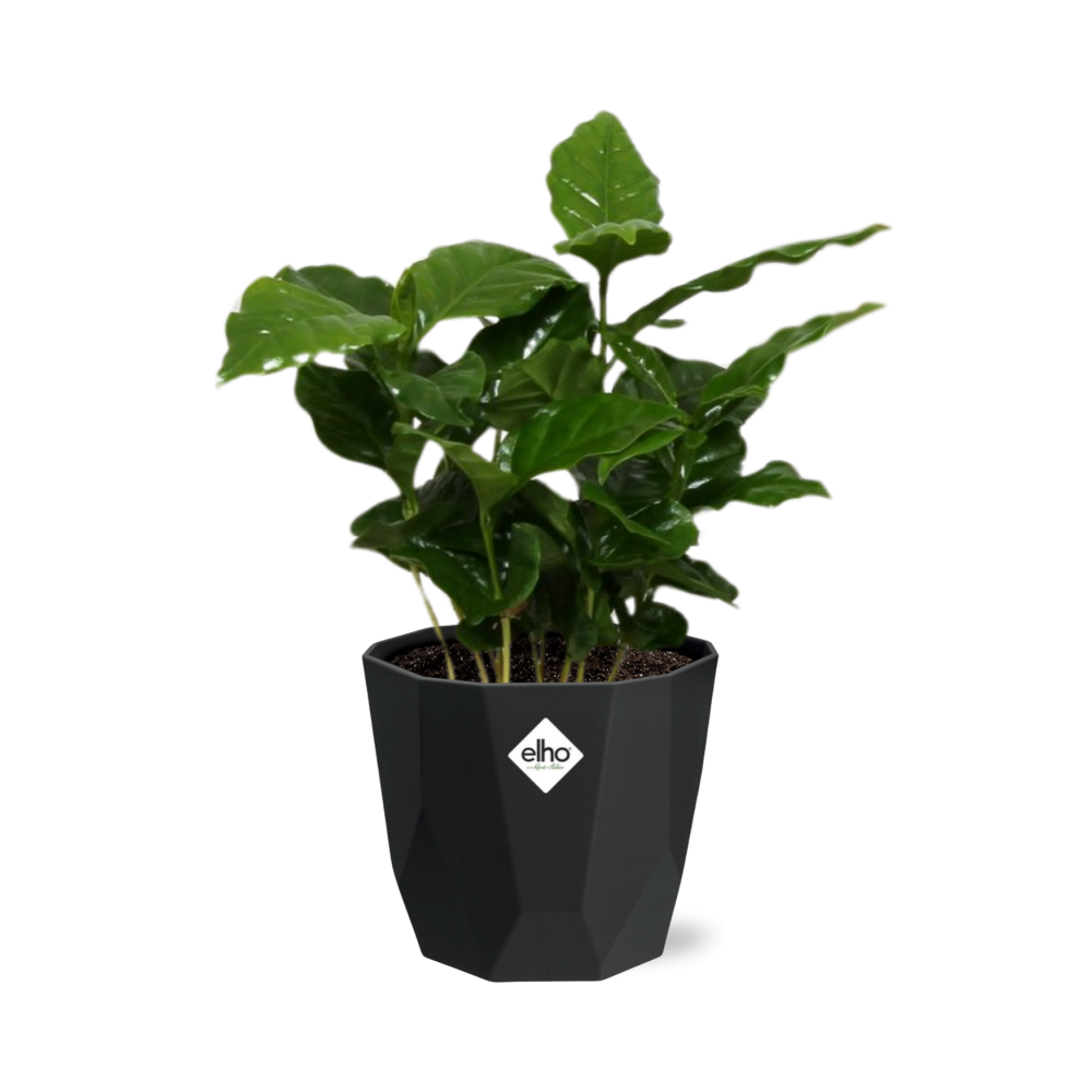 Coffea Arabica – Elegante Kaffeepflanze im 14cm Topf