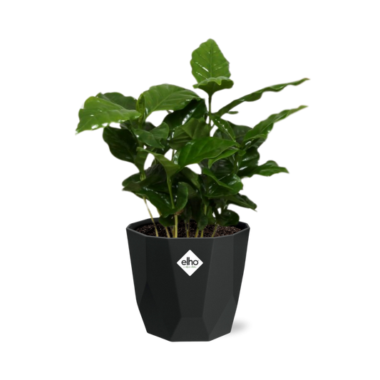 Coffea Arabica – Elegante Kaffeepflanze im 14cm Topf
