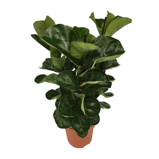 Ficus Lyrata - pflegeleichter Zimmerbaum Ø21cm, 80cm hoch