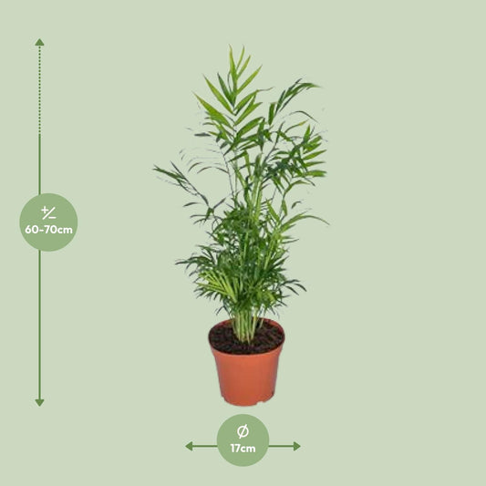 Chamaedorea Elegans – Mexikanische Bergpalme Ø17cm, 55cm hoch