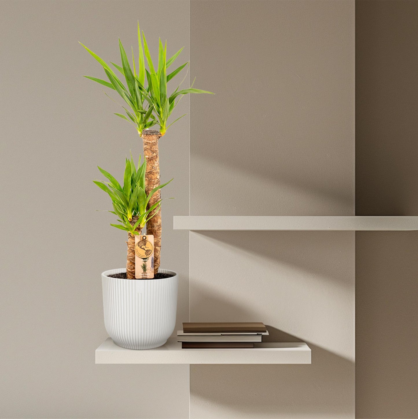 Yucca - Ø21cm Topf - ca. 100cm Höhe