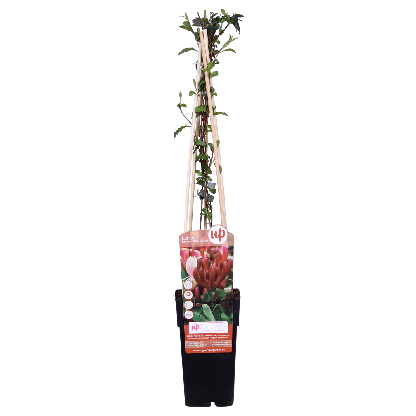Lonicera japonica 'Red World' – Duftendes Geißblatt Ø15cm
