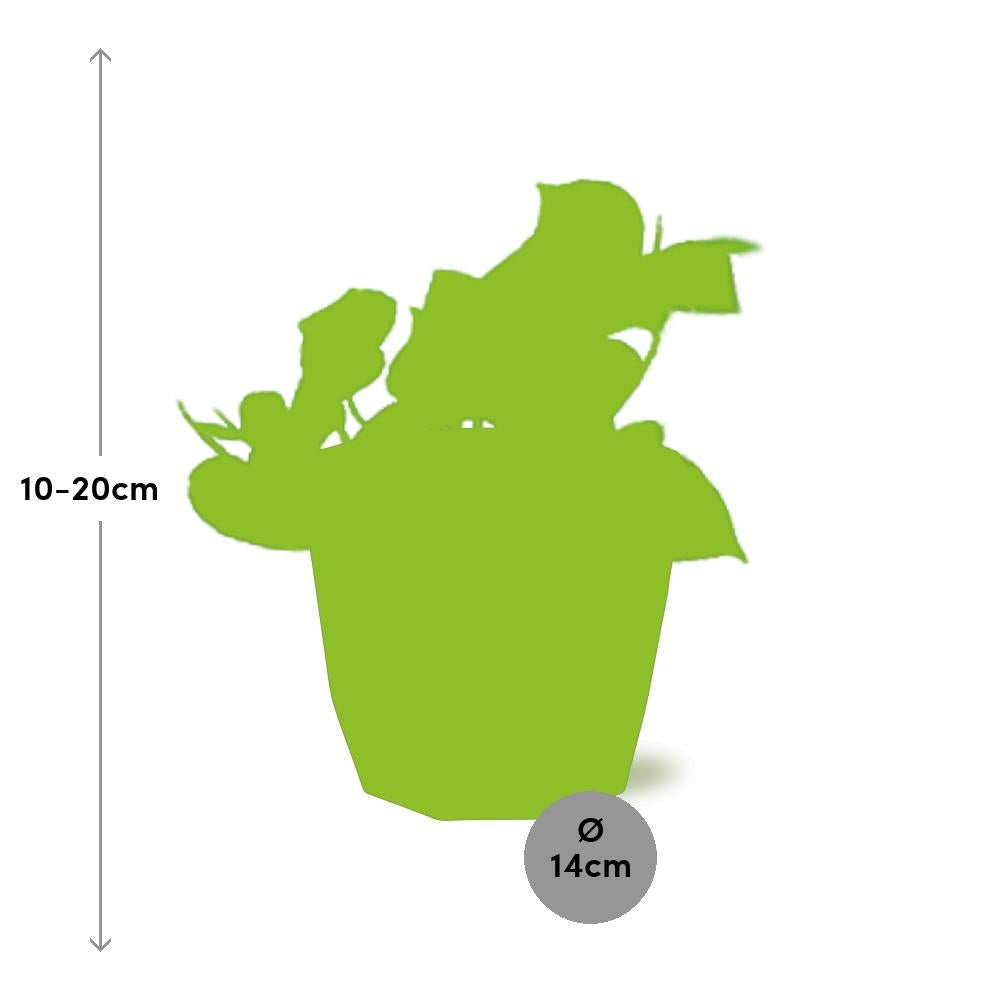 Epipremnum Pinnatum ‘Aureum’ – Pflegeleichte Geldpflanze im schwarzen Design-Topf