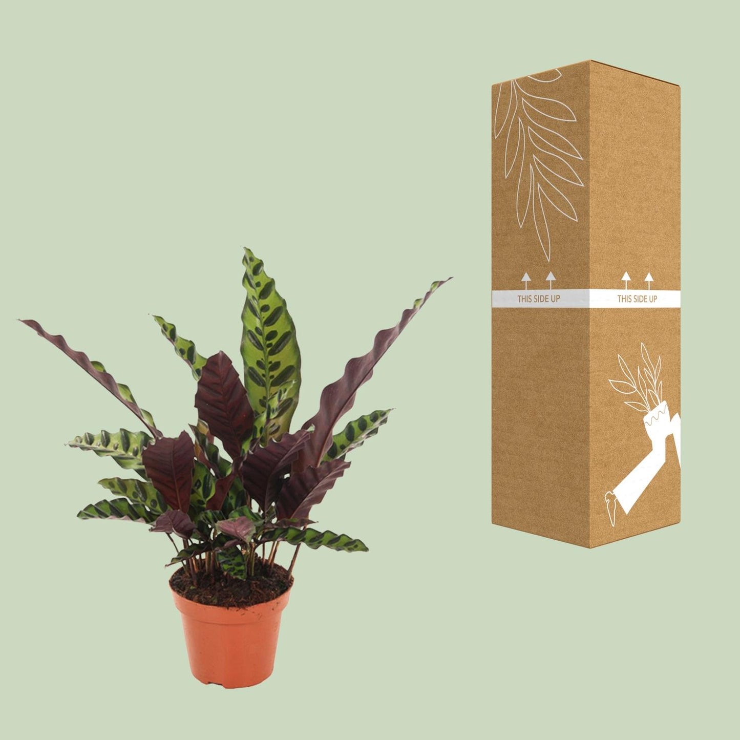 Calathea Insignis – Pflegeleichte Designer-Zimmerpflanze Ø12cm