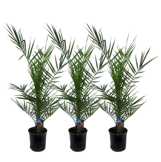 3x Phoenix Canariensis – Kanarische Dattelpalme 80 cm Ø15