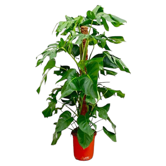 Monstera Pertusum – Große, pflegeleichte Zimmerpflanze 130 cm