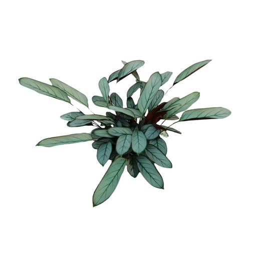 Ctenanthe Oppenheimiana – pflegeleichte Zimmerpflanze Ø17cm