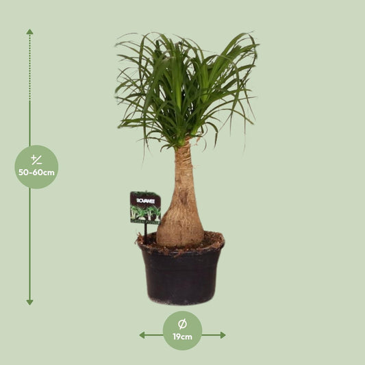 Beaucarnea Nolina – pflegeleichter Elefantenfuß Ø19 cm, 60 cm hoch
