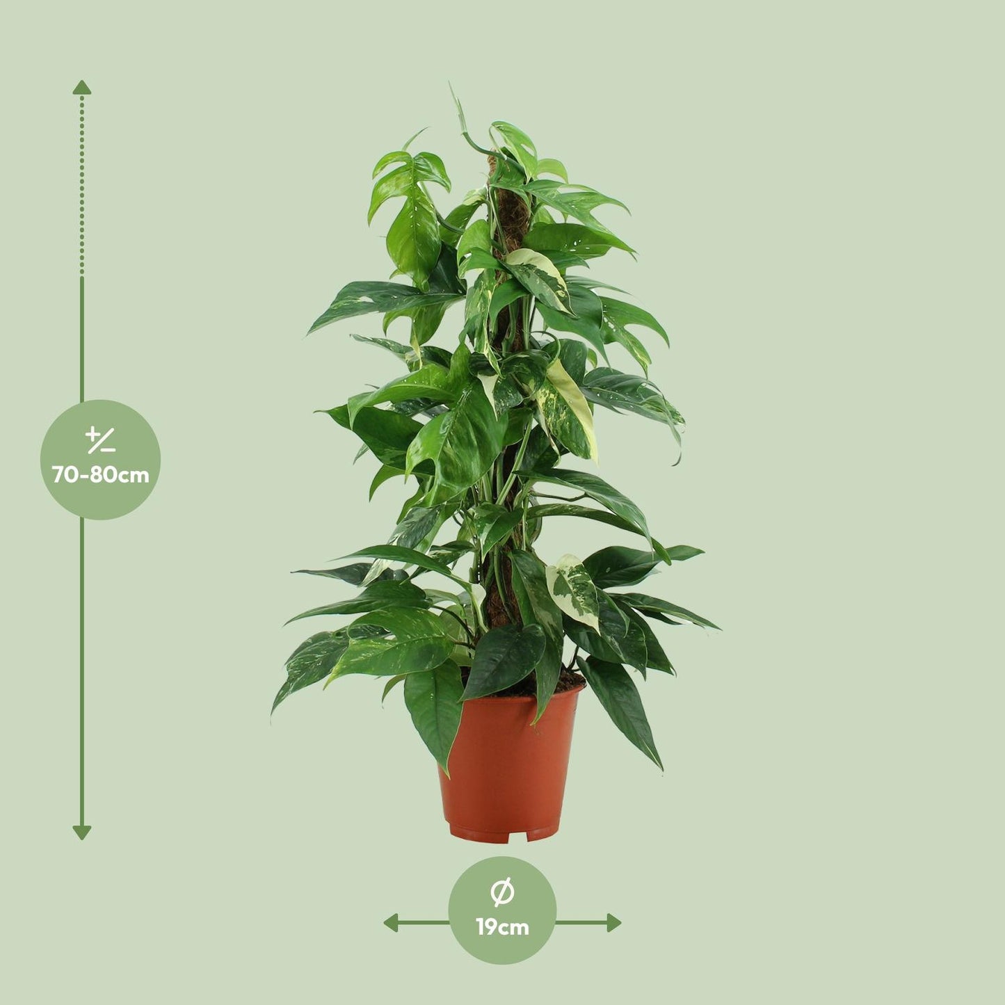 Epipremnum Pinnatum Variegata – Pflegeleichter Goldener Efeu Ø19cm