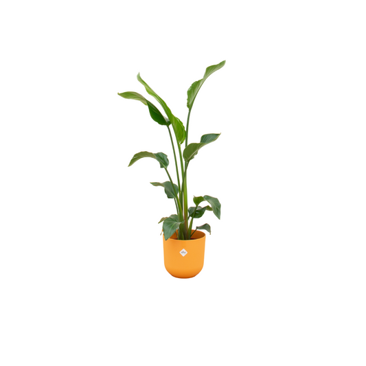 Strelitzia Nicolai mit elho Jazz Round Topf Ø23 cm - 100 cm